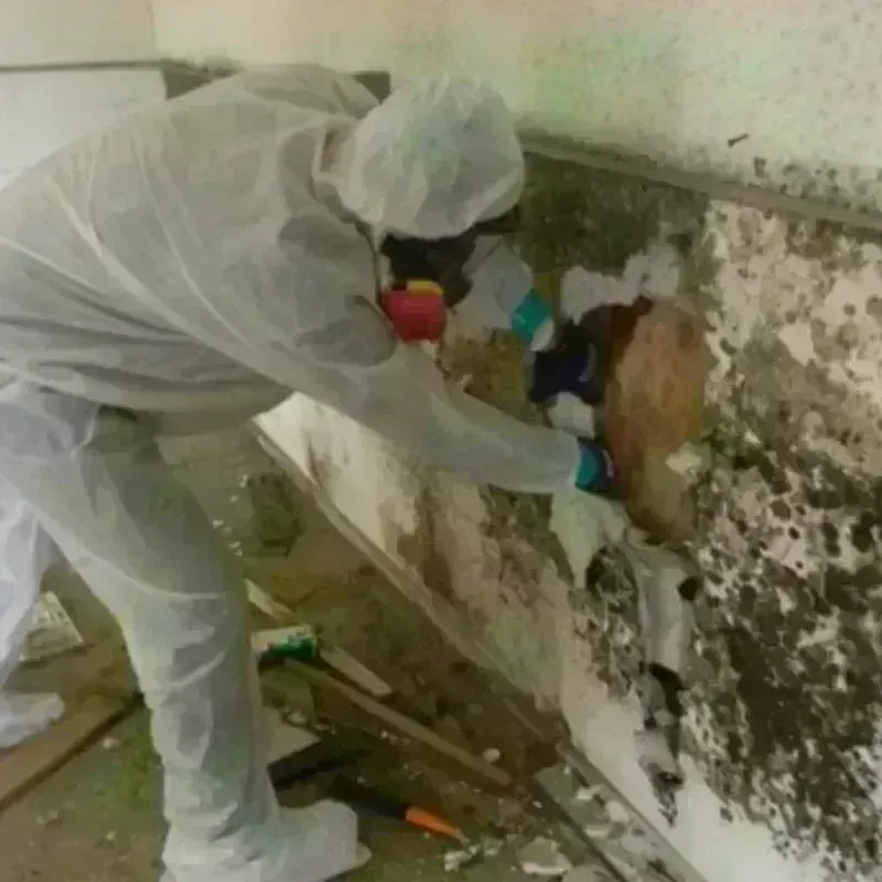 Mold Remediation and Removal in Pinedale, WY